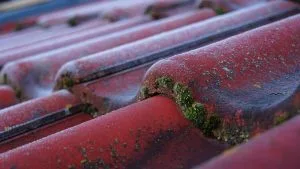Read more about the article Causes and Removal of Black Stains on Roofs